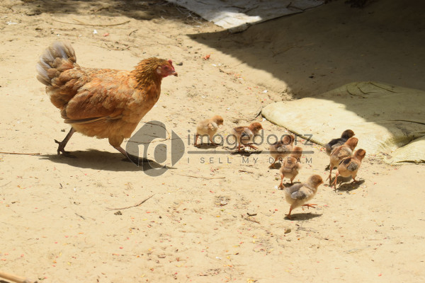 Chicks with Mother