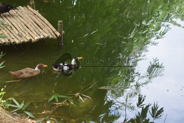 Duck