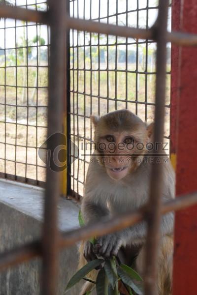 Monkey