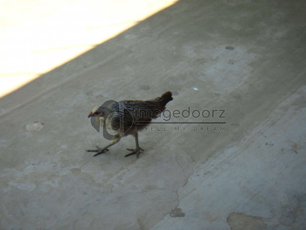 DSC00209