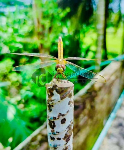 Damsel