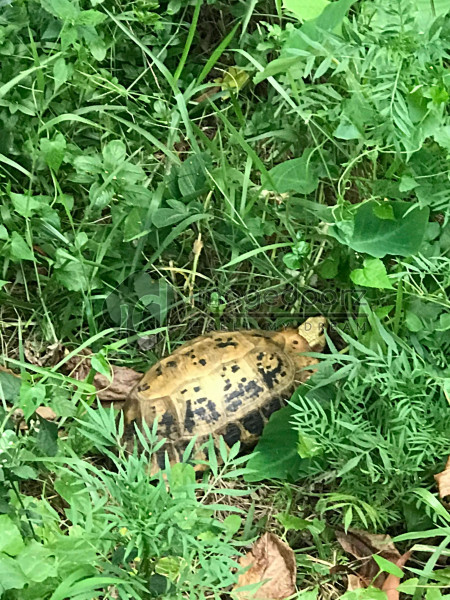 Golden Tortoise
