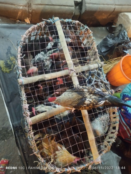 The chicken