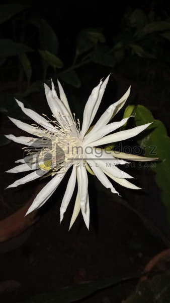 Night Queen