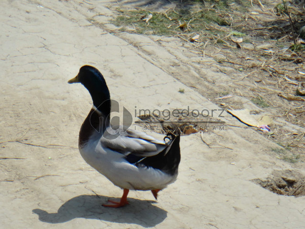 DSC00972