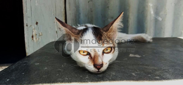 Cats Eye