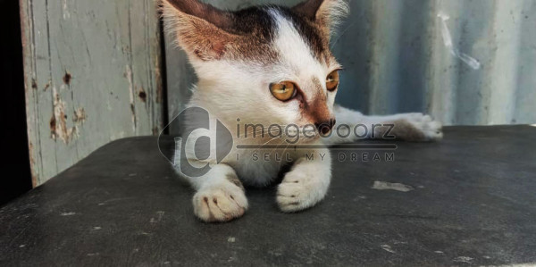cats eyes2