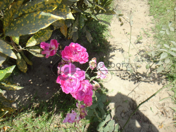 DSC01050